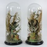 A pair of 19th century taxidermy of exotic birds, each contained under a glass dome,