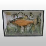 An early 20th century taxidermy tench, naturalistically mounted in a glazed display case,