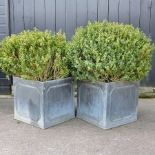 A pair of lead square garden planters, each planted with mature box plants,