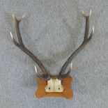A pair of antlers, mounted on a wooden plaque,