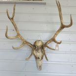 A deer skull and antlers,