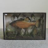 A taxidermy fish, in a display case,