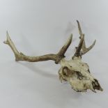 A deer skull and antlers,