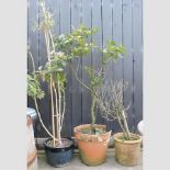 A bay tree in a terracotta pot, 196cm tall overall,