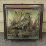An early 20th century taxidermy woodcock, mounted in a display case,