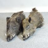 A taxidermy boars head, together with another,