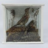 A taxidermy of a bird, cased,