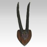 A pair of early 20th century antelope horns, mounted on a plaque,