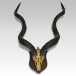 A pair of early 20th century taxidermy kudu horns, mounted on a plaque,