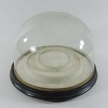 A Victorian circular tiered stand, contained under a glass dome, on an ebonised base,