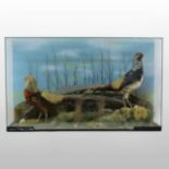 A taxidermy group of two pheasants, naturalistically mounted in a glazed display case,