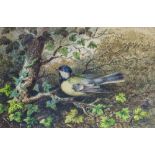 attributed to Cheverton White (British, mid 19th century), Blue tit on a branchwatercolour,