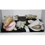 A small collection of shells inc. conch and clam.,