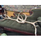 Pair of Stag Antlers