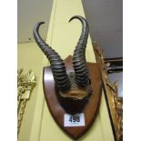 Antique Mounted Horns 10 Inches Wide x 12 Inches High Approximately