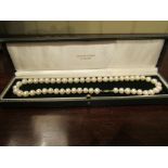 String of Pearls with Gold Clasp in Velvet Case
