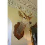 Antique Mounted Stags Head with Antlers Approximately 3ft High