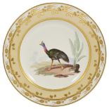 A VIENNA ORNITHOLOGICAL PLATE OF AN AUSTRALIAN OSTRICH (OR SOUTHERN CASSOWARY), 1813 painted by