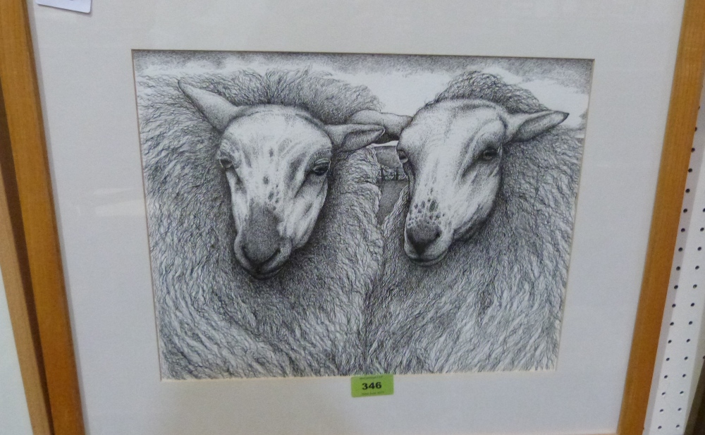 SEREN BELL. Bn 1950 Two Welsh sheep. Pen and ink. 11' x 14''