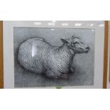 SEREN BELL. Bn 1950 Bleu de Maine sheep in recumbent pose. Pen and ink. 16'' x 22'