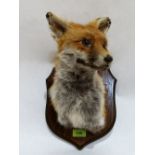 A mounted taxidermy fox