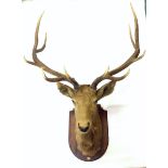 IMPRESSIVE & LARGE TAXIDERMY TWELVE POINT STAG'S HEAD mounted on a stained mahogany shield,