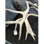 TWO CARIBOU ANTLERS from Greenland