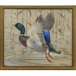 * RALSTON GUDGEON RSW (SCOTTISH 1910 - 1984), DUCK AMONGST THE REEDS gouache on linen,