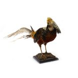 20TH CENTURY TAXIDERMY GOLDEN PHEASANT