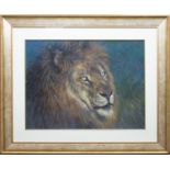 * JOEL KIRK, LION pastel on paper, signed 57cm x 77cm Mounted,