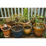 A COLLECTION OF VARIOUS GARDEN POTS