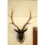 A COMPOSITION MODEL OF A STAG HEAD AND HORNS