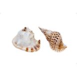 A COLLECTION OF LARGE NATURAL FORM CONCH SHELLS