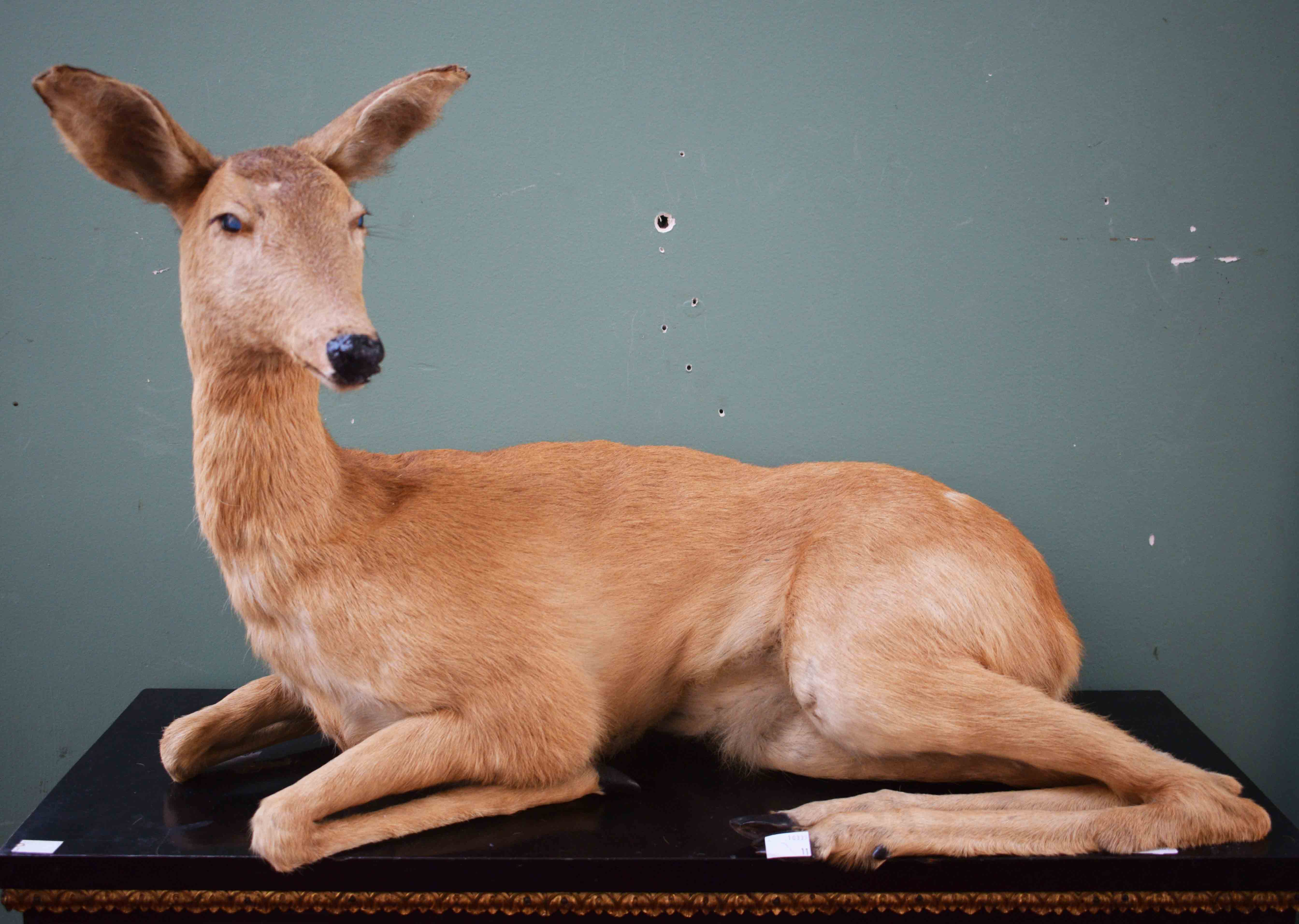 TAXIDERMY: A PRESERVED AND STUFFED FAWN