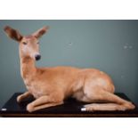 TAXIDERMY: A PRESERVED AND STUFFED FAWN