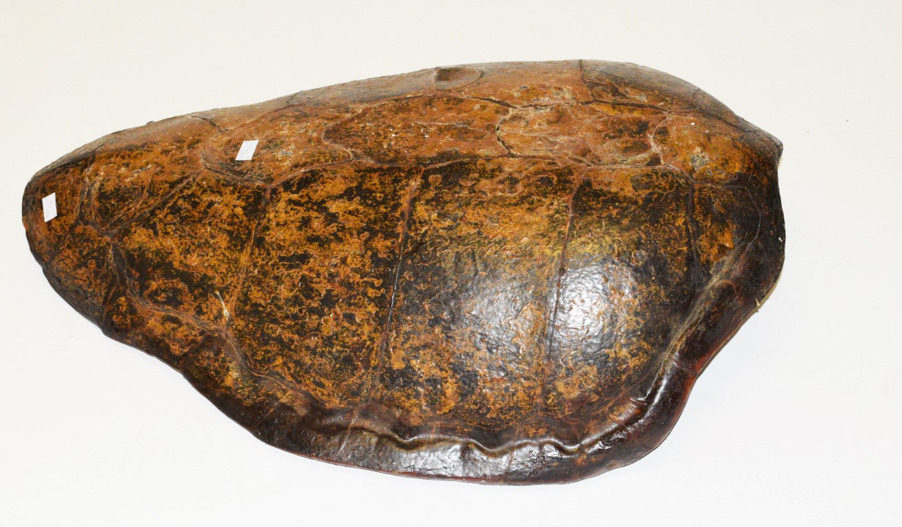 TAXIDERMY: A LARGE EARLY TORTOISESHELL WALL TROPHY, 32.5" (82cm) wide. (1)