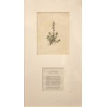 A SET OF FOUR HAND COLOURED BOTANICAL PRINTS