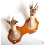 TAXIDERMY: DOUBLE HEAD TROPHY