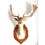 TAXIDERMY: A LARGE STUFFED AND MOUNTED STAG HEAD