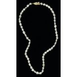 A FRESHWATER PEARL NECKLET WITH GOLD CLASP, MARKED 14K 585