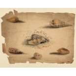 THOMAS MARTIN RANDALL (1786-1859) A SHEET OF SHELL STUDIES watercolour, c30 x 40cm Provenance: The