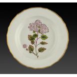A DERBY BOTANICAL SOUP PLATE, C1800 painted possibly by William 'Quaker' Pegg with a plant, 24.5cm
