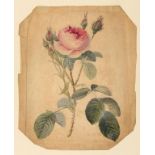 THOMAS MARTIN RANDALL (1786-1859) STUDY OF A ROSE signed verso with initials (in ink T.M.R.) and