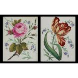 A PAIR OF ENGLISH PORCELAIN BOTANICAL PLAQUES, C1820 boldly painted with a rose or tulip, 22 x 17.