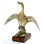 A ROYAL WORCESTER MODEL OF AN AMERICAN PINTAIL MODELLED BY RONALD VAN RUYCKEVELT, 29CM H, PRINTED