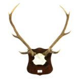 SPORTING TROPHY. A PAIR OF FIVE POINT ANTLERS ON SKULL PLATE AND OAK SHIELD WITH TABLET ENGRAVED