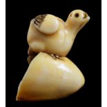 A JAPANESE IVORY NETSUKE OF A CHICK EMERGING FROM AN EGG, SIGNED DORAKU, OSAKA SCHOOL, EDO PERIOD,