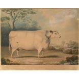 CHARLES HUNT (1803-1877) AFTER BENNET HUBBARD (1806-1870) THE HABERTOFT SHORT HORNED PRIZE COW