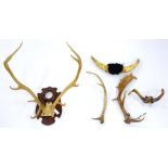 A BUFFALO HORN, STAG ANTLERS, GOAT HORN, ETC