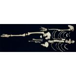 ANATOMY. A HUMAN HALF SKELETON